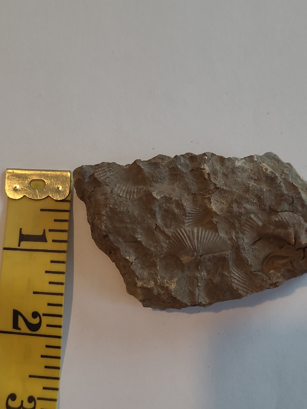 Small Authentic Catskill Mt. Fossil Cluster 2inx3in